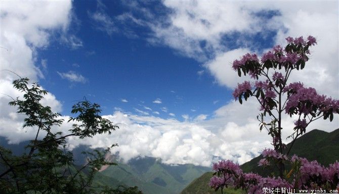 灿烂盛开的-杜鹃花